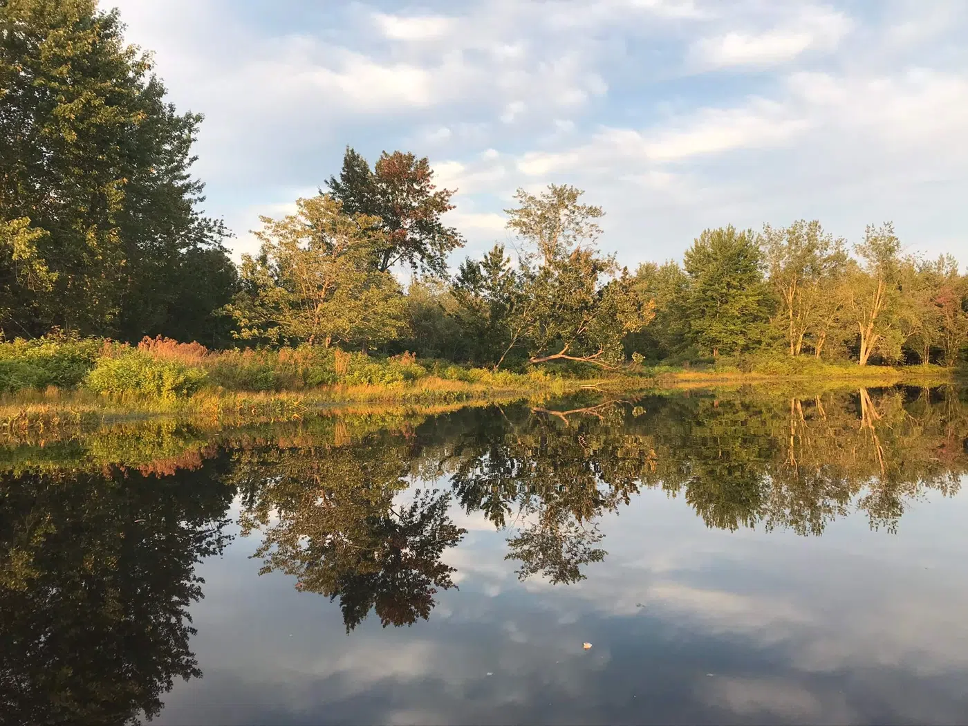 Calm Maine river shoreline with trees reflected in the water