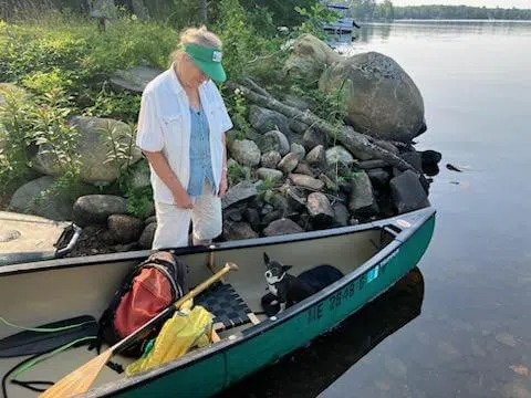 Client pulling a canoe to shore during a guided Maine trip
