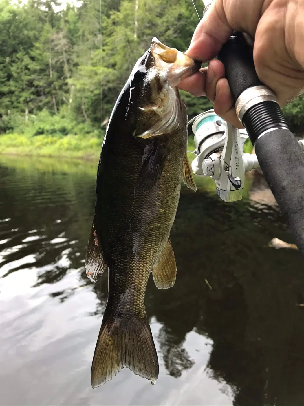 Smallmouth bass closeup during a guided Maine fishing trip