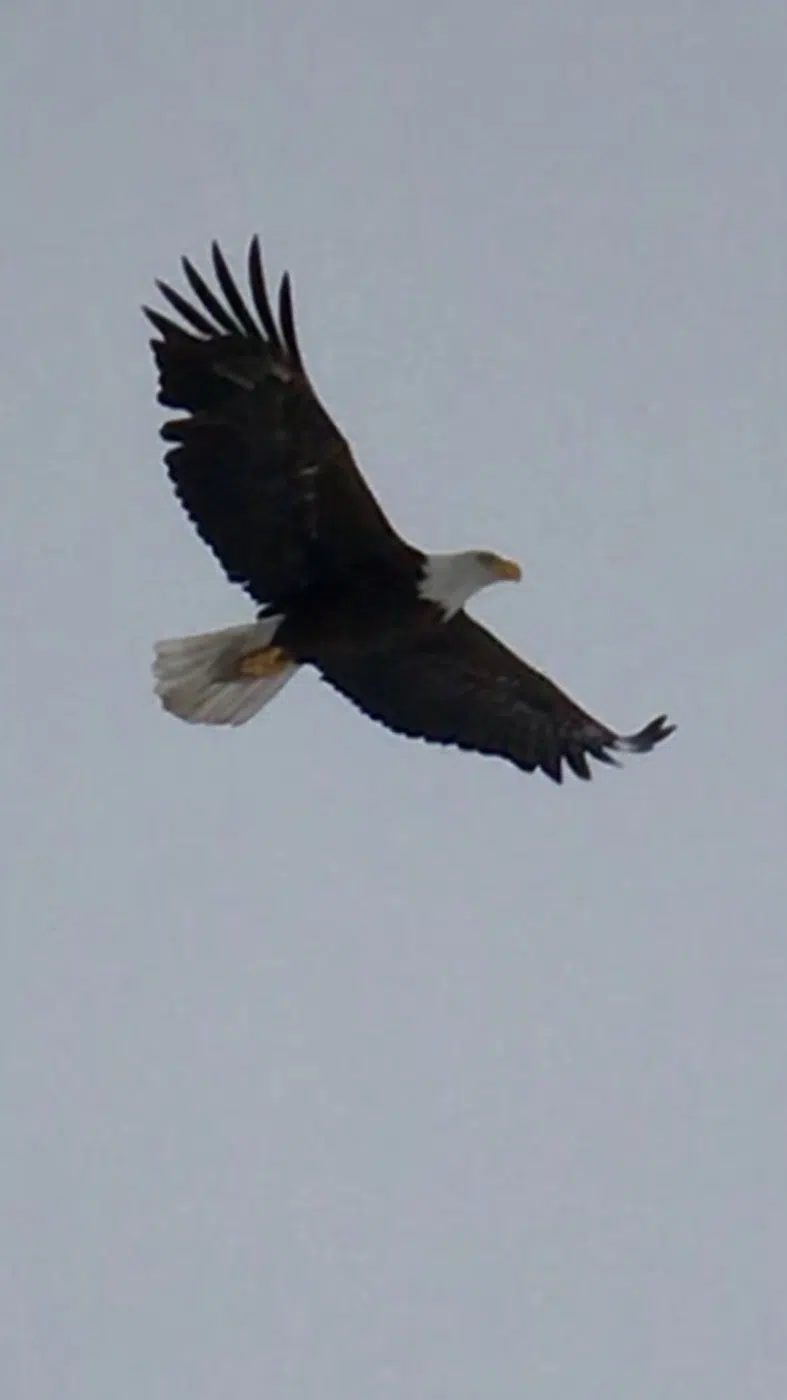 Bald eagle flying overhead during a Maine outdoor trip