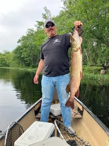 Client holding a northern pike during a guided canoe fishing trip