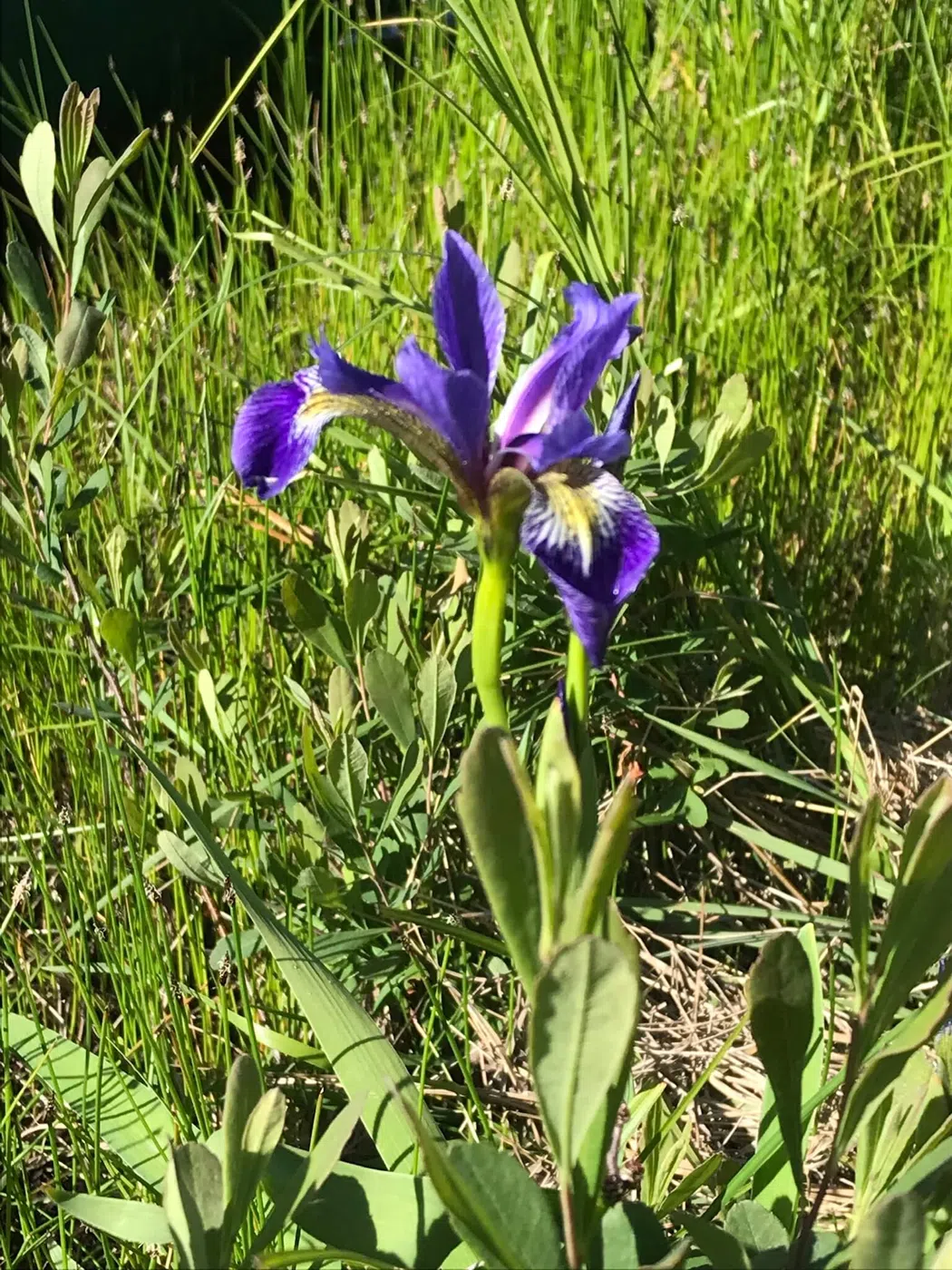 Purple iris growing near a Maine riverbank