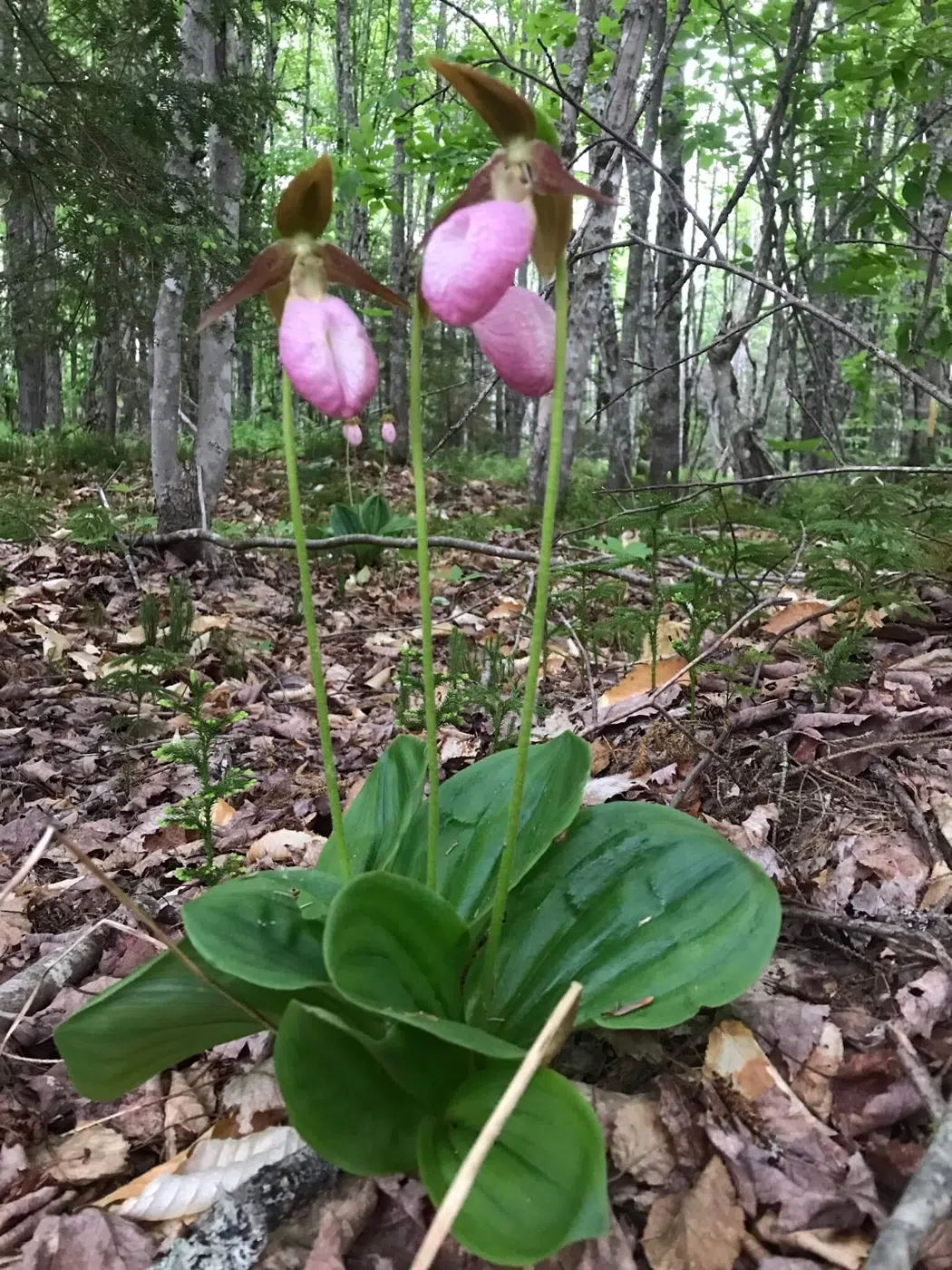 Pink lady's slipper flower growing in the woods