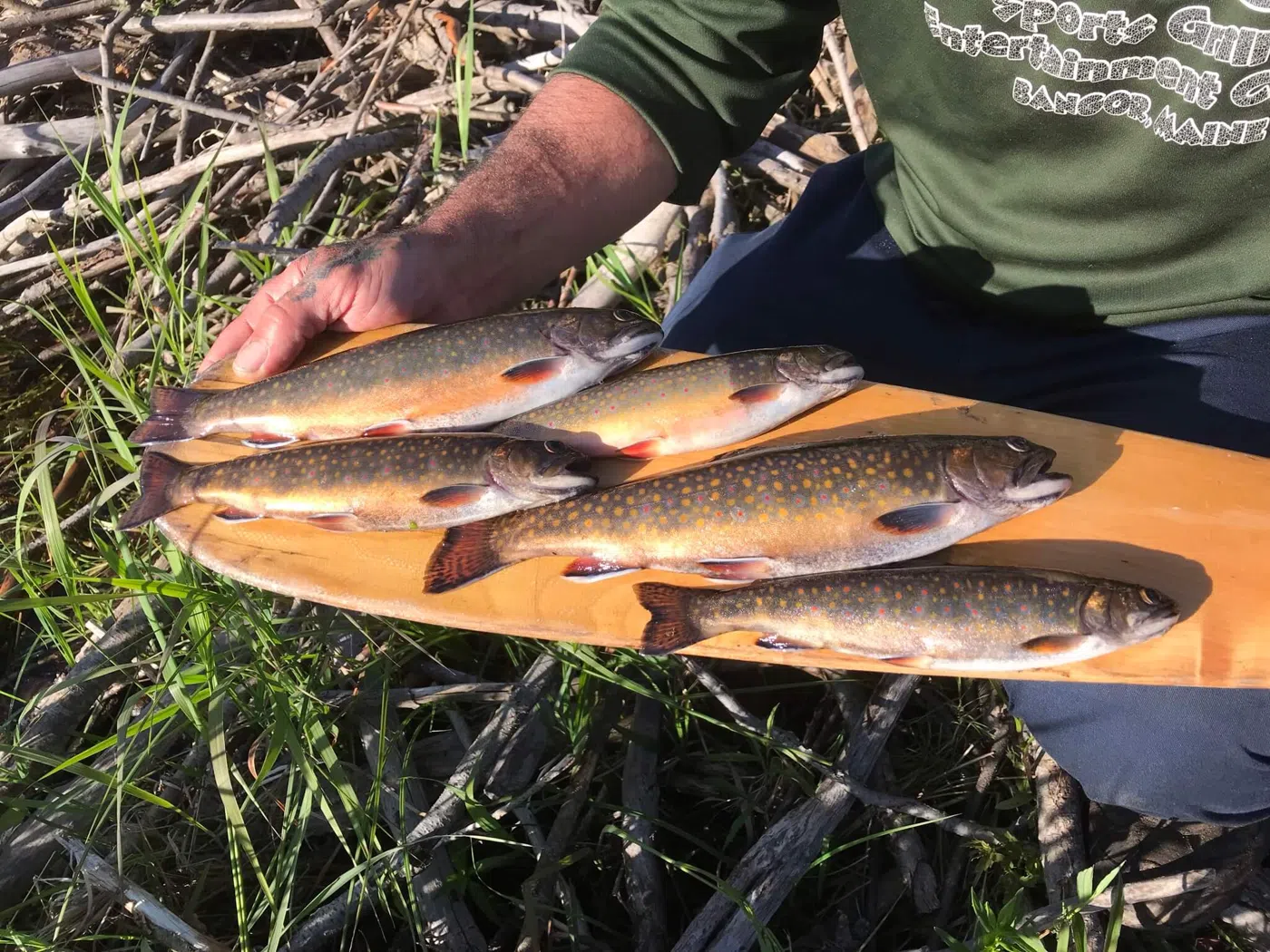 Catch of fish displayed on grass during a guided trip