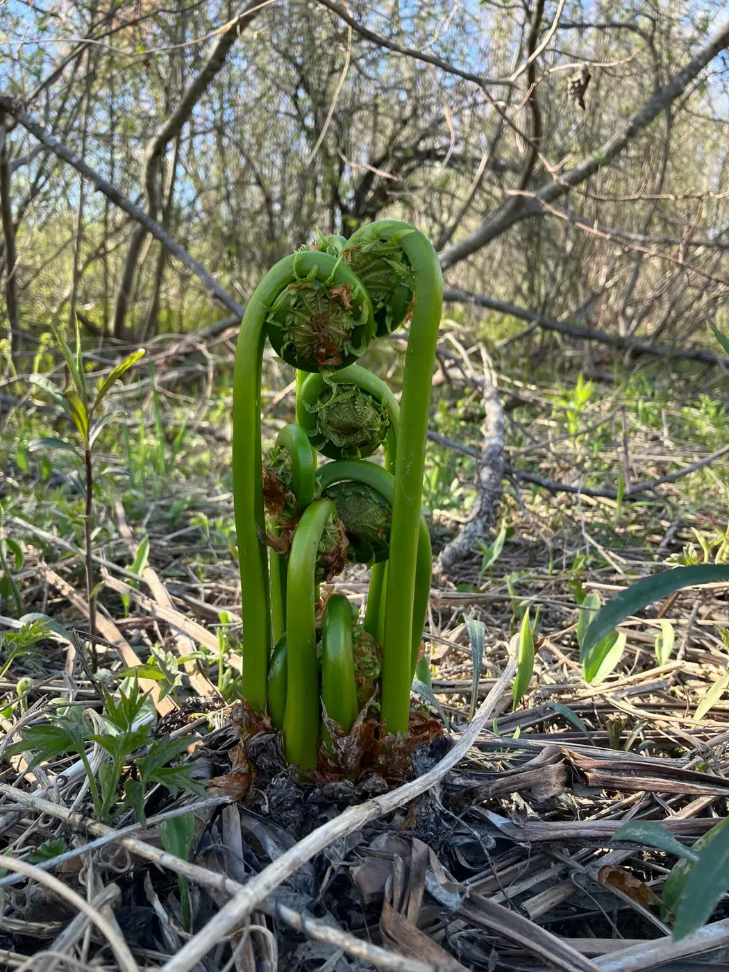 Fiddleheads growing in spring near a Maine river