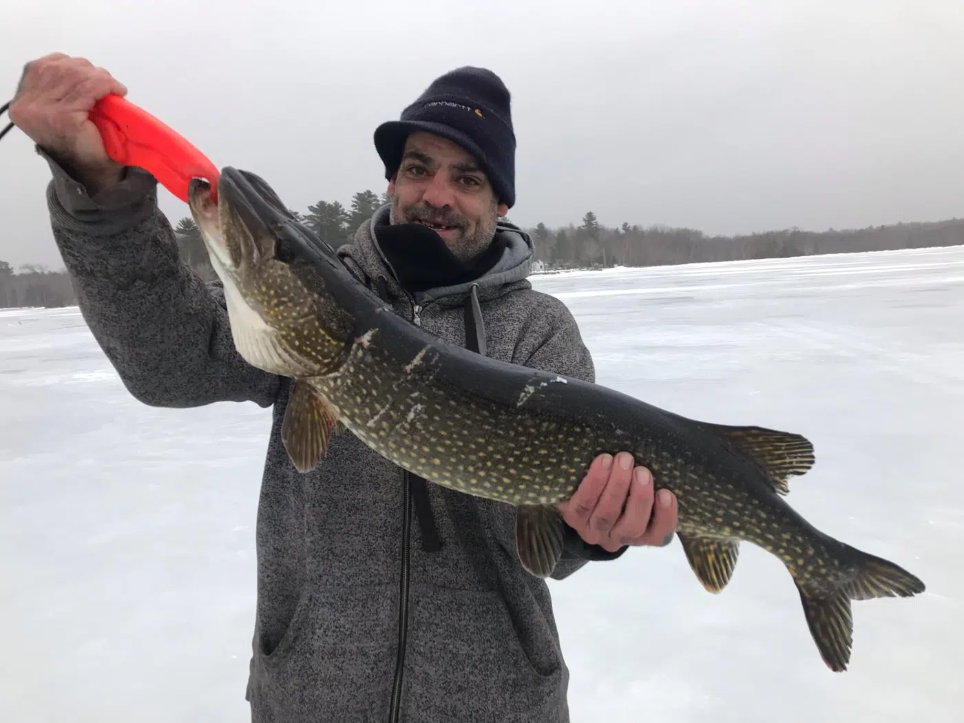 Client holding a northern pike during an ice fishing trip