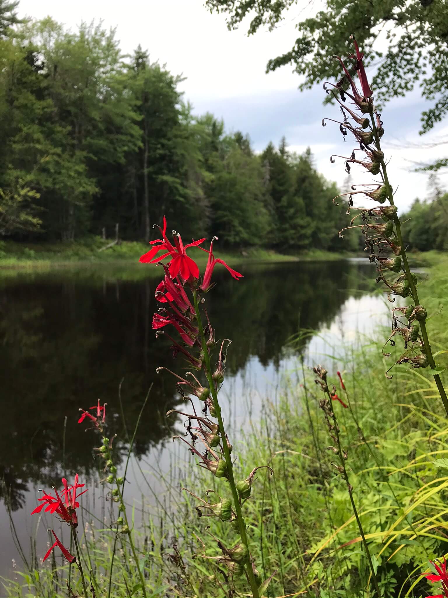 flower along river
