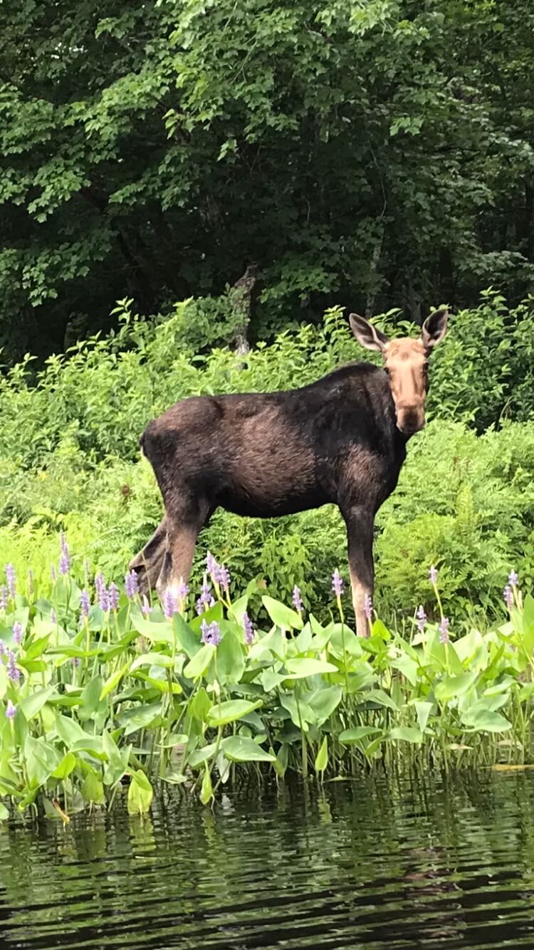 Moose