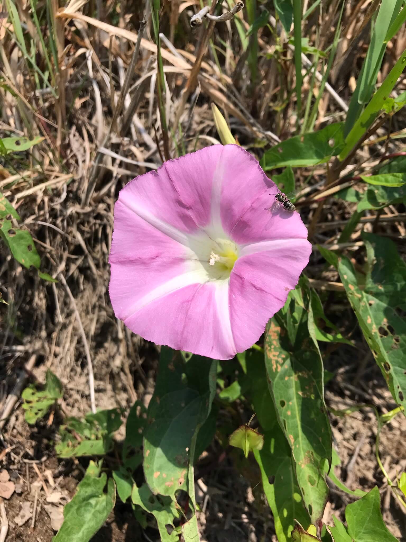 Field bindweed