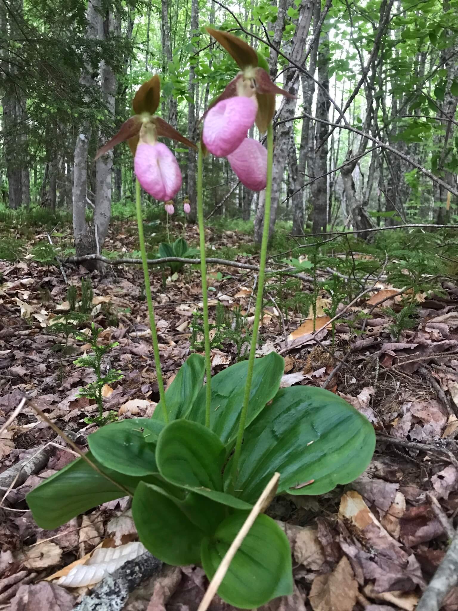 Pink lady's slipper